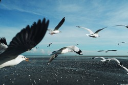 Birds flying. Back view of seagull birds are flying on the beautiful sky and white cloud in the morning in Thailand.