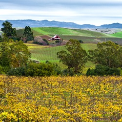 Napa Valley California vineyard, red barn, rolling hills in autumn. Vibrant yellow grapevines in Napa wine country at harvest.