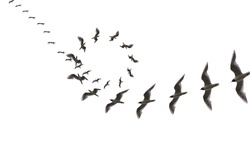 Elegant Montages Show the Beauty of Birds in Flight. Many Birds Circling on a White Background.
