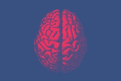 Bright red glyph engraved drawing human brain top view in woodcut hard line style vector illustration isolated on deep blue background