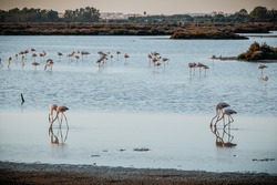 A group of flamingos in the waters of the Carboneros salt flat, in Chiclana de la Frontera, Cadiz, Andalusia, Spain