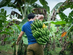 Gardener keep  Feash banana that close to ripe