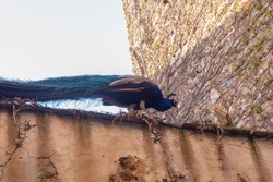 A royal peacock walking through the top of a medieval wall in Caceres, Spain.