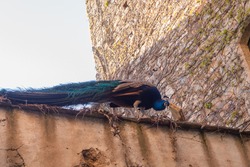 A royal peacock watching over a wall in a medieval street. 
