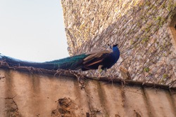 A royal peacock walking over a wall in a medieval street. 