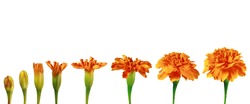 Set of orange flowers of Tagetes on white. The stages of flowering. Stages of growth and development of plants. Step by step of blooming petals. Template for botanical textbooks, reports, schools.