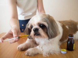 Dog taking medicine. Female owner giving medicine or vitamin supplement syrup to Shih tzu dog on wood table at home. Pet health care, veterinary drugs, and treatments concept. Close up.