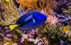 closeup of a blue tang surgeonfish, popular tropical aquarium pet, exotic fish from the pacific ocean