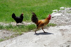 Rooster and hen are in the farm yard.
