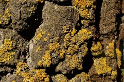 The bark of a tree with yellow lichen. Xanthoria lichen. Close-up