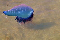 Man o War floating in the clear shallow sea