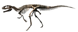 Dinosaur fossil (complete skeleton )