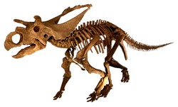 Dinosaur fossil (Triceratops / complete skeleton )