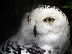 Close-up picture of a great snow owl bird