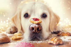 sweet dog with cookies on the nose