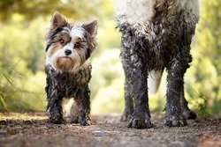 Muddy little dog stands next to a muddy big dog