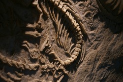 Ancient marine life animal fossils