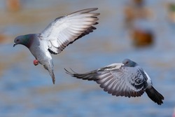 Gray feathered pigeons flying over a lake or pond. urban birds. homing pigeons