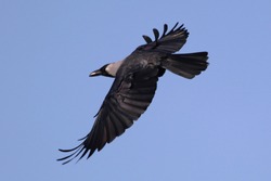 Asian grey ash neck crow flying