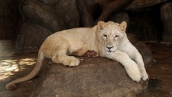 White lion lying on the brown rock.                       