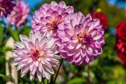Close up of three pink and white Dahlia flowers in sunlight, with other colorful flowers in the soft background