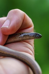 Detailed close up of a slow worm, Anguis fragilis, crawling in my hand