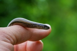 Detailed close up of a slow worm, Anguis fragilis, slithering in my hand