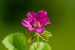 Detailed close up of a vibrant pink flower of the Arctic bramble, rubus arcticus. in bright sunlight