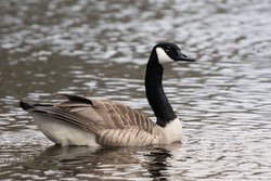 Closeup of a male Canada goose swimming in a lake with glittering water