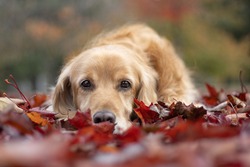 Beatiful golden dog lying in the red leaves and looking straight to the camera. It is crosbreed between cockerspaniel and labrador retriever. It is autumn.