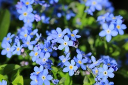 Blooming forget-me-not in sunny June