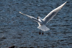 Seagull fly water spring nature lake birds sunny day light