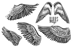 Wing of bird or angel, hand drawn vector illustrations. Black line engraved set of different wings, what are good for logo, emblem, tattoo or vintage design.