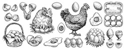 Chicken eggs hand drawn vector. Collection of farm design elements. Illustrations of siting hen on the nest, full basket, broken, boiled, fresh and other eggs for packaging or bird butchery shop logo.