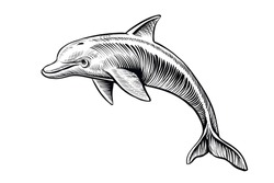 Dolphin drawing, vector sketch. Hand drawn jumping dolphin, black and white isolated illustration.