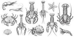 Crab, prawns, lobster, crawfish, spiny lobster, hermit crab, krill. Crustaceans vector set. Hand drawn illustrations. Collection of realistic sketches various sea animals.