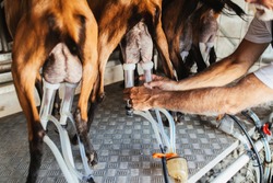 Farmer milking goats using electic and robotic milking machine.