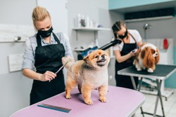 Female groomers with protective face masks brushing Pomeranian dog and Cavalier King Charles Spaniel at grooming salon.