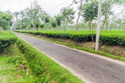 Road through tea gardens near Srimangal, Bangladesh