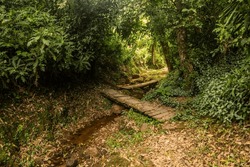 Hiking trail in Kakamega Forest Reserve, Kenya