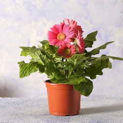 gerbera pink flower in a pot is on the table	