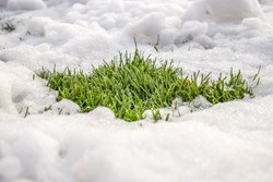 Green grass under the snow in nature.