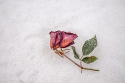 Frozen rose in the snow in nature.