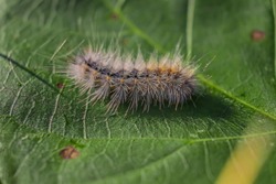 Caterpillar on a green leaf in nature