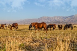 Horses graze in the foothills against the backdrop of the mountains