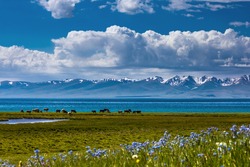 Traditional pasture in the high mountains. A herd of cows is grazing on the shore of a mountain lake. Fields covered with flowers and green juicy grass. Kyrgyzstan. Song Kol Lake