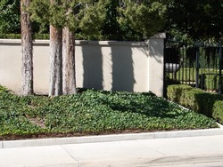 English Ivy ground cover with trees and a wall, garden design, xeriscape, shade