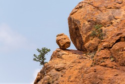 View of a wild fig tree growing from a cliff face with a loose boulder precariously balanced on a ledge in Mapungubwe National Park, South Africa