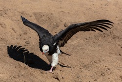 One white-headed vulture sitting on the ground with its wings spread