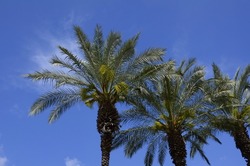 Beautiful date palms against a bright blue sky